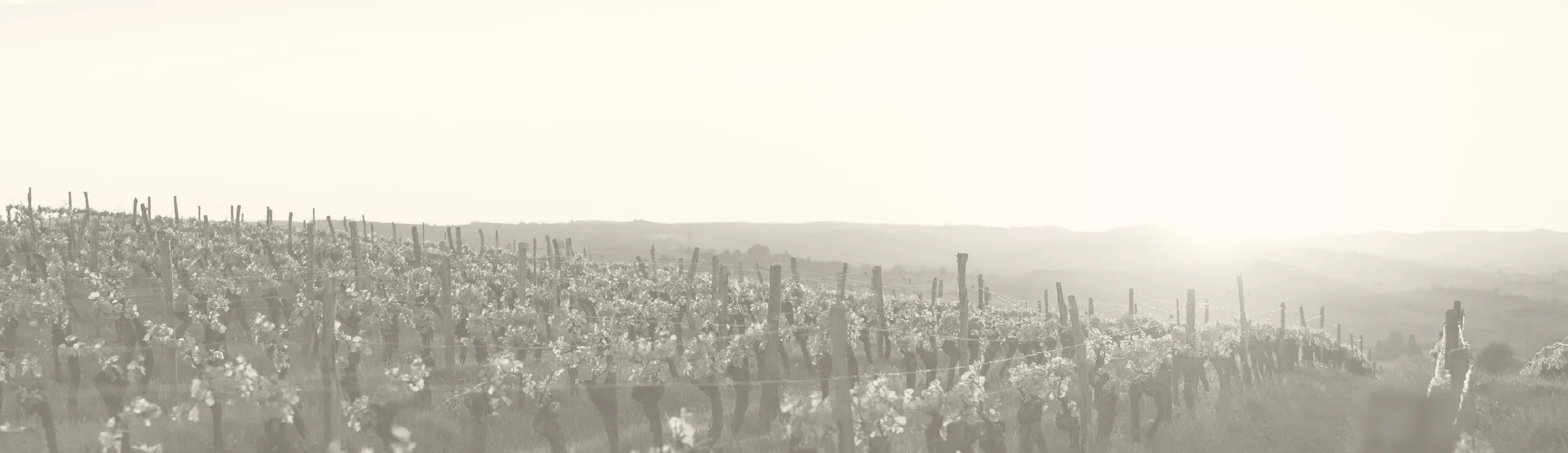 ZOO DOMAINES Banniere Header X Px