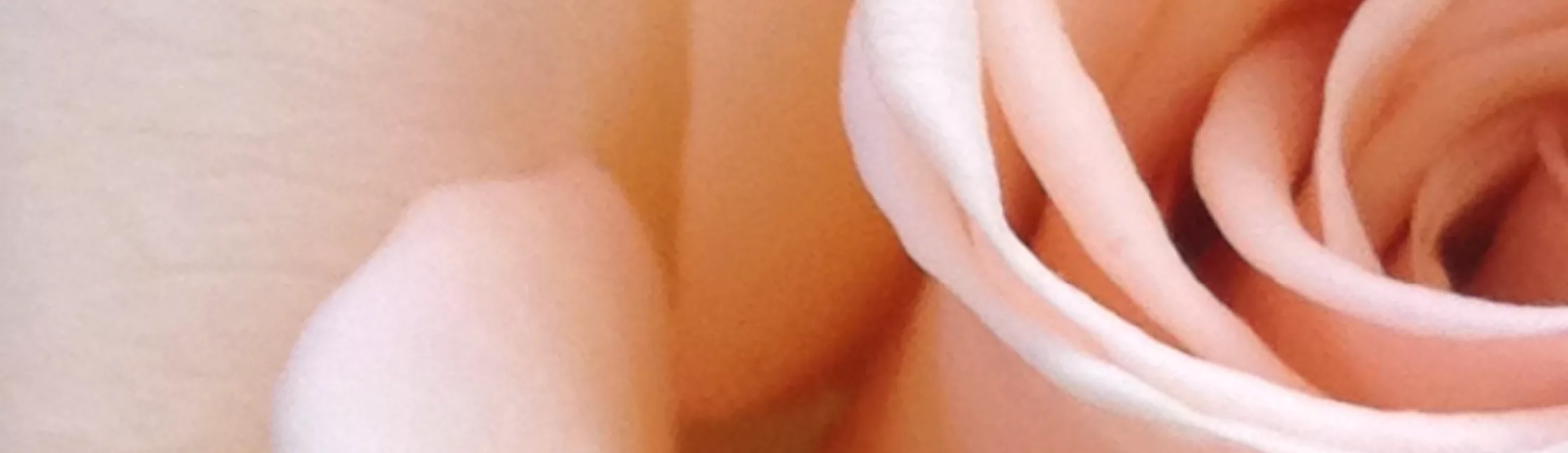 ZOO MINALYS Banniere Header X Px